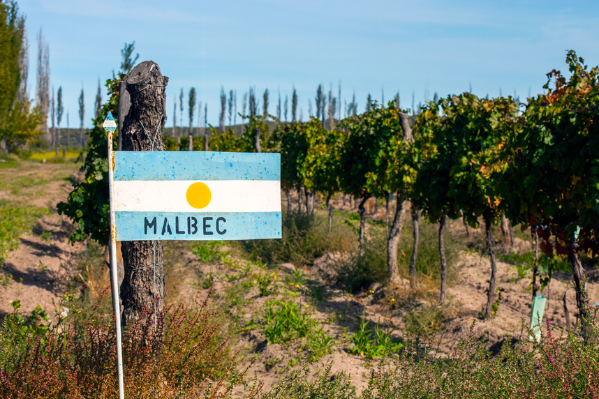 Malbec: il grande re dei vini argentini Malbec: il grande re dei vini argentini